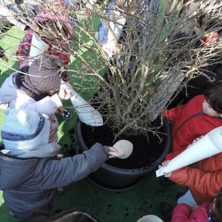 Pavia e provincia: sabato prossimo alberi di melograno contro il cancro infantile in sei scuole del pavese