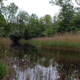 Parco Ticino: zone umide, boschi, marcite e praterie ai Geraci di Motta Visconti