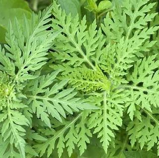 Abbiategrasso, via alla guerra contro l’ambrosia: primo sfalcio entro luglio