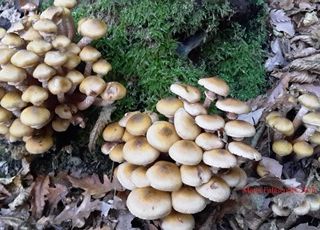 Garlasco, campagna di sensibilizzazione del comune per il controllo dei funghi raccolti in campagna presso gli enti preposti