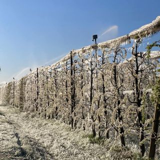 Meteo, Coldiretti: gelo brucia frutta, è calamità