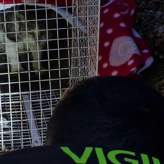 Oltrepò: gatto ferito bloccato in un canale di scolo, recuperato dai Vigili del fuoco