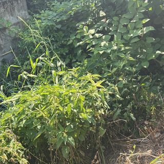 Caso Garlasco: Sempio perquisito, si indaga su oggetti trovati in un canale