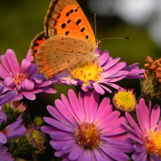 “Città amiche dei fiori e delle api”, con la rete degli orti botanici della Lombardia