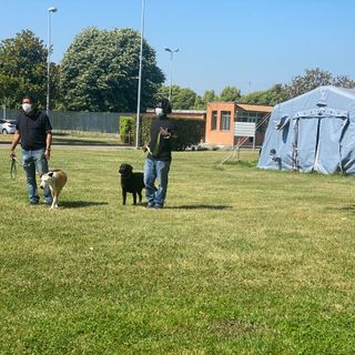 Progetto &quot;Qua la zampa&quot;, a Pavia i cani entrano in carcere per aiutare i detenuti nel percorso riabilitativo