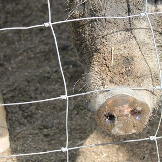 Peste suina, Tar Lombardia respinge ricorso animalisti contro abbattimento Peste suina, Tar Lombardia respinge ricorso animalisti contro abbattimento
