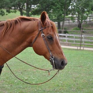 Buccinasco, 23enne disarcionata da cavallo