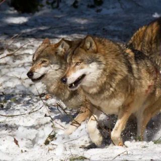 Ventuno branchi di lupi in Lombardia