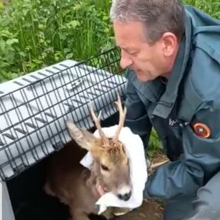Magenta: capriolo liberato nei campi del Parco del Ticino