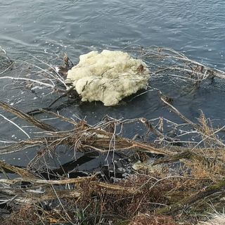 Magenta, cormorano morto avvolto dalla schiuma nel Ticino, il Parco: “Schiume organiche, impossibile come causa della morte”