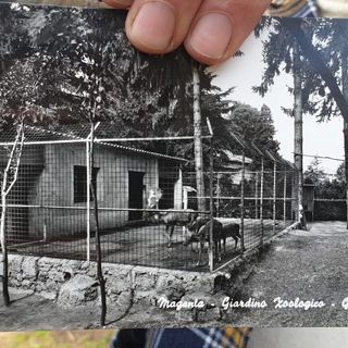 Lo zoo dei giardini di Casa Giacobbe: l’orso bruno, il lama e i daini della Magenta anni ’60, ’70