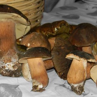 Diecimila intossicazioni da funghi l’anno: ecco come evitarle