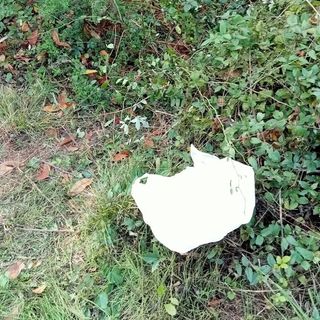 (foto da ilSaronno: il sacchetto in cui sono stati abbandonati i cagnolini nel parco)