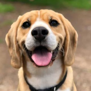 Cane salvato dalla stradale sul tratto Novarese dell'autostrada A4, multato il proprietario