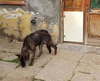 Pavia: sequestrati 40 cani e 7 gatti