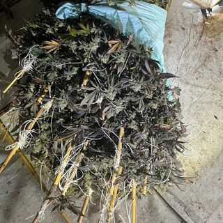 Pieve del Cairo, scoperta una serra con 260 chili di marijuana