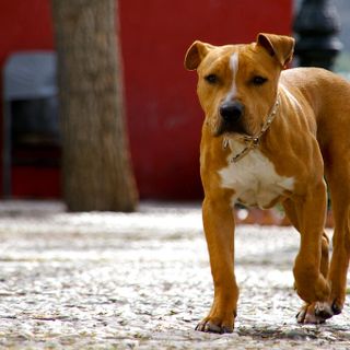Anziana uccisa da un pitbull a Corana: indagine per omicidio colposo