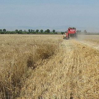 Grano, allarme su scorte e rialzo prezzi in Europa