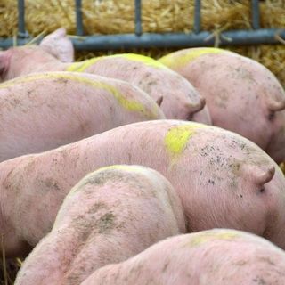 Peste suina africana. Regione Lombardia chiederà “allentamento” misure restrittive in provincia di Pavia