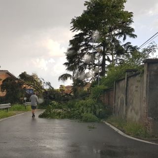 Maltempo sulla Bassa Lomellina, alberi caduti sulle strade, interrotta la Torre Beretti-Castellaro