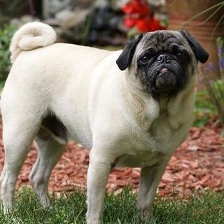 Abbandona il cane in hotel di lusso a Como, nei guai una donna