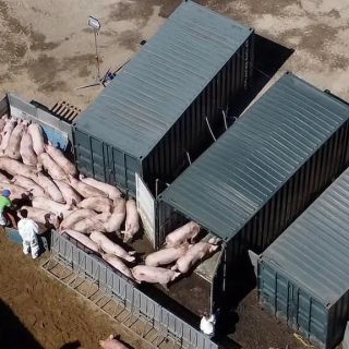 Peste suina: in arrivo 19 milioni di ristori da Regione Lombardia