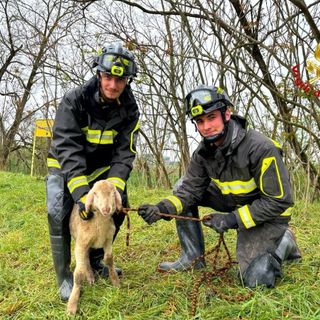 Lomello, i Vigili del fuoco recuperano un agnello caduto nella scarpata