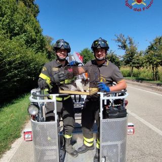 Bereguardo: gatto bloccato su un albero di oltre 10 metri, salvato dai Vigili del fuoco