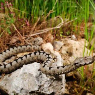 Novarese: morso da vipera ricoverato in codice rosso