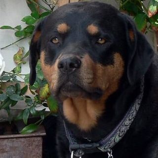 Rho: uomo aggredito da rottweiler