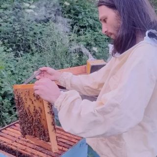 Palestro, apiario spazzato via dalla piena del Sesia. Apicoltore lancia raccolta fondi per ripartire