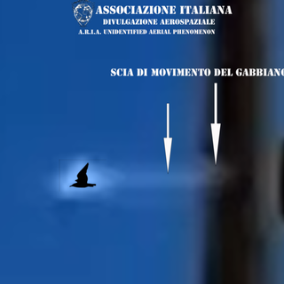 A.R.I.A. smentisce l'avvistamento UFO a Genova: &quot;Era un gabbiano&quot;
