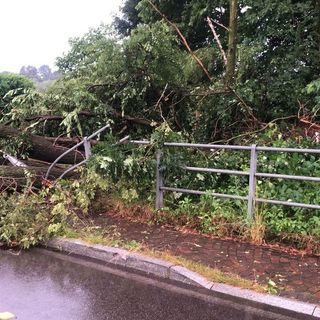 Un albero abbattuto dal nubifragio a Casorate Sempione (foto dalla pagina Facebook del sindaco Cassani)