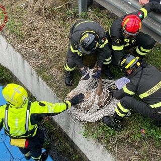 Capriolo finisce nel Naviglio Grande: salvato dai Vigili del Fuoco