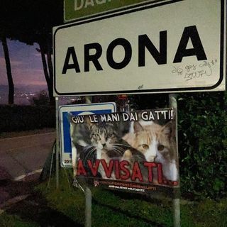 Gatto in una tagliola, denunciato un uomo