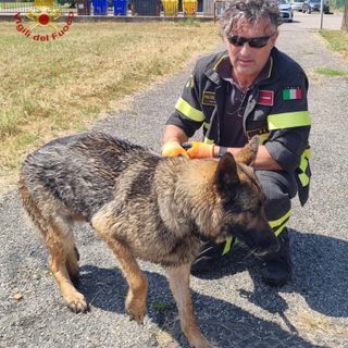 Pavia: cane intrappolato in un corso d'acqua, salvato dai Vigili del fuoco