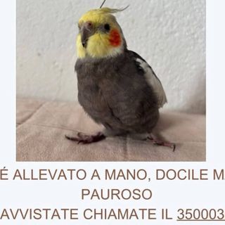 “Calopsita smarrita. Aiutateci a ritrovare Leo!”. Prevista anche una ricompensa