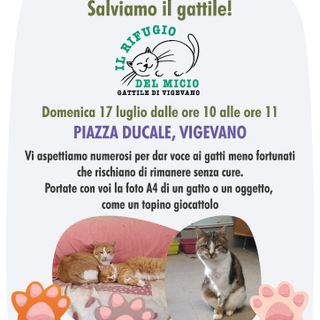 Vigevano: domenica 17 luglio Flash Mob in piazza Ducale per il Rifugio del Micio