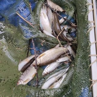 Recuperati oltre 70 kg di pesce alla Roggia Laghetto, Bareggia e Cavo Socio di Gaggiano