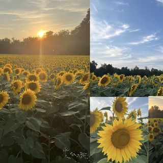 LE FOTO. Lombardia, un giorno con i girasoli. Per fermarsi e lasciarsi incantare