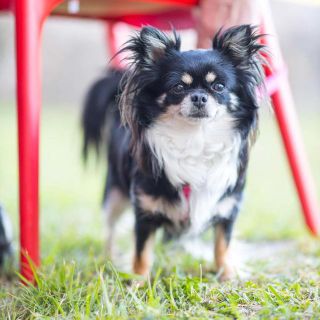 Lettere al Direttore, Vigevano: cane smarrito in via Borgomanero l'appello del proprietario