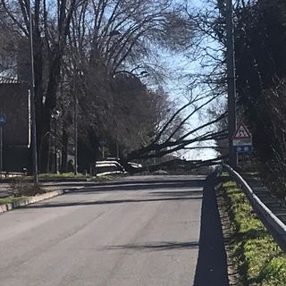 Magenta: pianta crollata per le raffiche di vento, sbarrata via Bottego