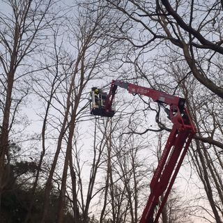 Mortara: gatto su un albero salvato da giardiniere e Vigili del fuoco