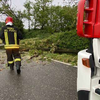 Alagna: albero cade sulla provinciale, intervengono i Vigili del fuoco