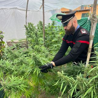 Oltrepò: trovato in casa con 8 piante di marijuana, denunciato un 32enne