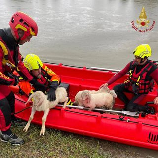Cervesina: acqua alta sulle sponde del Po, diverse pecore salvate dai Vigili del fuoco