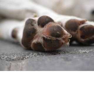 Kaos è solo uno dei 5 cani ad essere morti a causa della neve e dei cavi scoperti