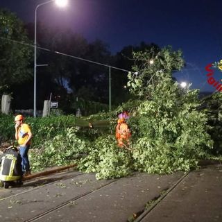 L'albero di 20 metri crollato a Milano per il maltempo