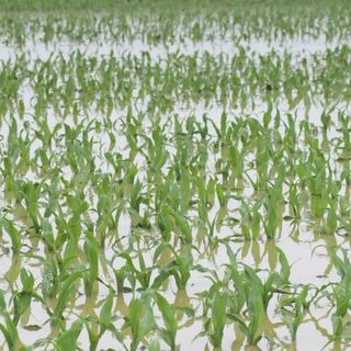 Maltempo, Lombardia: campi sommersi. Semine in tilt, a rischio orzo e frumento