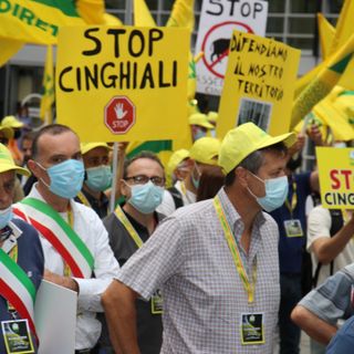 Cinghiali, novemila attacchi in dieci anni nei campi e sulle strade della Lombardia